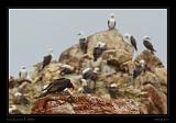 Ballestas Islands 034